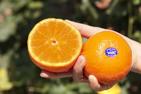 etiketa, voće, etiketa na voću, pomorandža