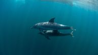 Naučnici stavili GoPro kamere na 6 delfina: Šokantni snimci otkrili da imaju MRAČNU STRANU
