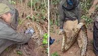 MONSTRUM U MOČVARI Lovci podigli džinovsku zmiju sa zemlje i ostali u šoku: Ovo se retko viđa!