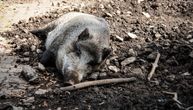 DIVLJA SVINJA UBILA LOVCA Odjeknuo je hitac, ali to nije bio kraj: Usledila je osveta zveri