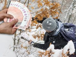 Sečenje badnjaka kazna