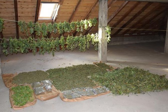 droga, marihuana, zaplena, Virovitica, Hrvatska