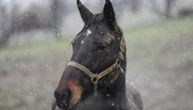 POTPUNO NEOČEKIVANO Oprao konja pored 