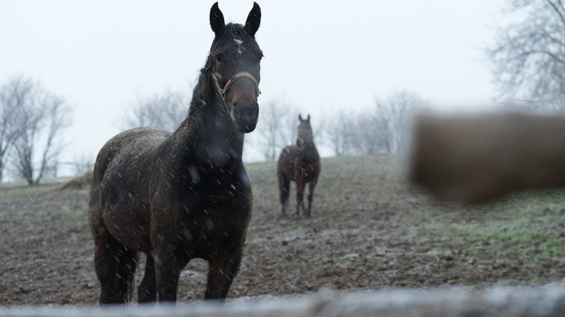 Stanovnici u šoku: Konji sa planine sišli u selo i izazvali probleme u domaćinstvima