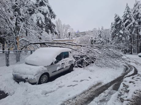 Palo drveće, sneg, Beograd
