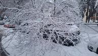 Pada drveće po Beogradu: Od težine snega stabla oborena po celom gradu, slike su neverovatne!