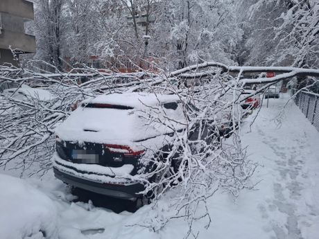 Palo drveće, sneg, Beograd