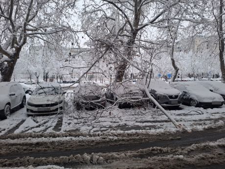 Palo drveće, sneg, Beograd