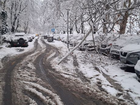 Palo drveće, sneg, Beograd