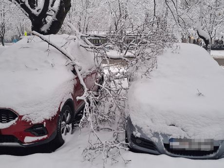Palo drveće, sneg, Beograd
