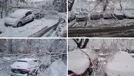 Pada drveće po Beogradu: Od težine snega stabla oborena po celom gradu, slike su neverovatne!