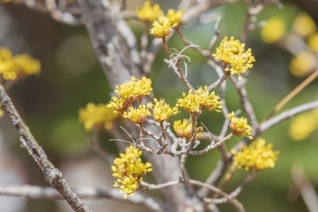 Japanski dren Cornus officinalis