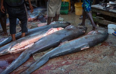 Ajkule, Tanzanija, pijaca