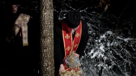 Seča badnjaka u selu Gornja Trepča