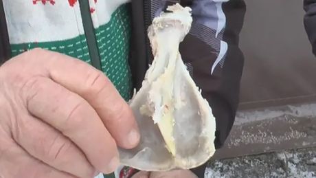 Suvobor, gledanje u plećku