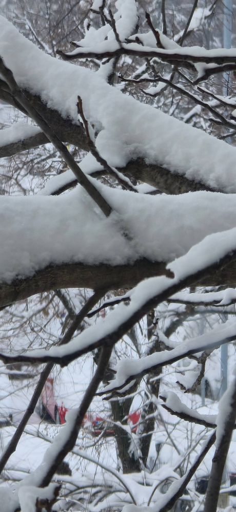 Sneg, jutro, Beograd