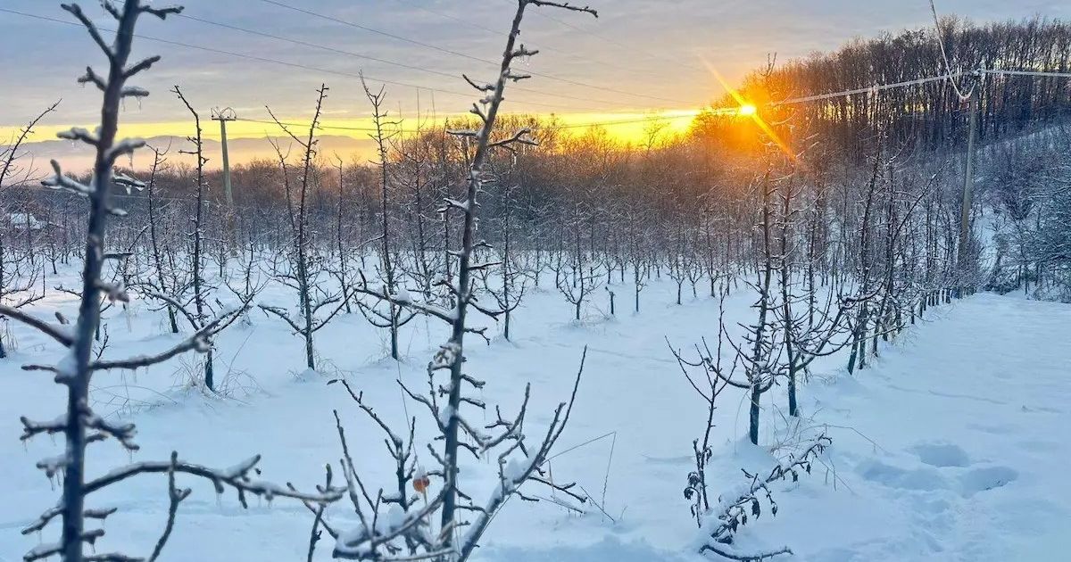 "Zverka" lagano hodala po snegu, usledio potez vredan divljenja: Prelep snimak iz Srbije, svi u šoku