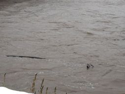 Vodostaj, nabujala reka, ilustracija