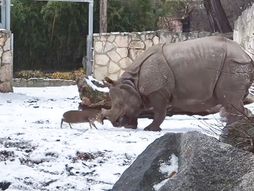 David protiv Golijata