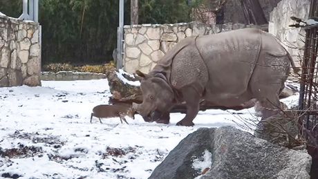 David protiv Golijata