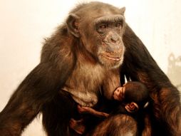 Chimpanzee  Ai