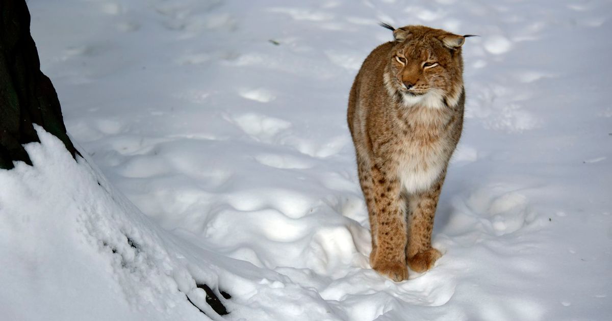 HOROR U SPORTSKOM KAMPU Divlja mačka zaražena besnilom napala 12-godišnje dete: Ima ujede i ogrebotine po telu