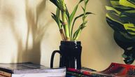 Srećni bambus: Kako se neguje i gde ga postaviti za mir i finansijski uspeh u domu, a ovo su najčešće greške