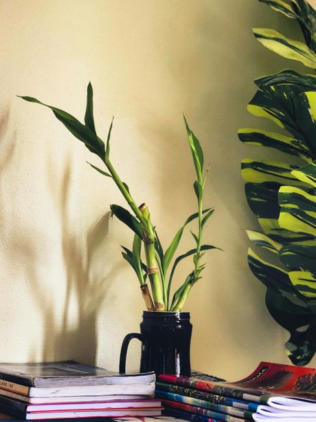 bambus, vazna, biljka, dom, enterijer