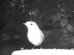 kamera, snimak, misterija