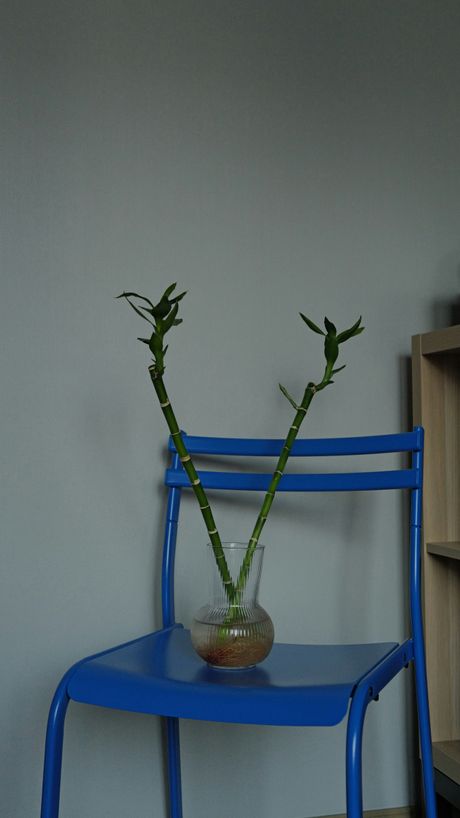 bambus, vazna, biljka, dom, enterijer