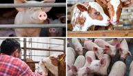 Stočna pijaca u januaru: Rekordne cene teladi u Mačvi, prasad i jagnjad na klackalici