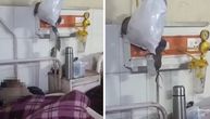 HOROR U BOLNICI! Pacovi pored pacijenata i lekova, pokušavaju da pronađu hranu, SNIMAK IZAZIVA JEZU