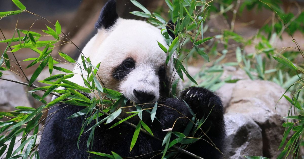 Japan prvi put nakon 1972. godine ostaje bez pandi: Razlog nije ugroženost vrste i staništa