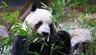 Japan prvi put nakon 1972. godine ostaje bez pandi: Razlog nije ugroženost vrste i staništa
