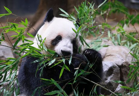 panda
