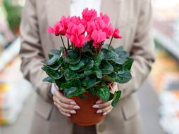 ciklama, cvet, cvet ciklama, biljka, biljke