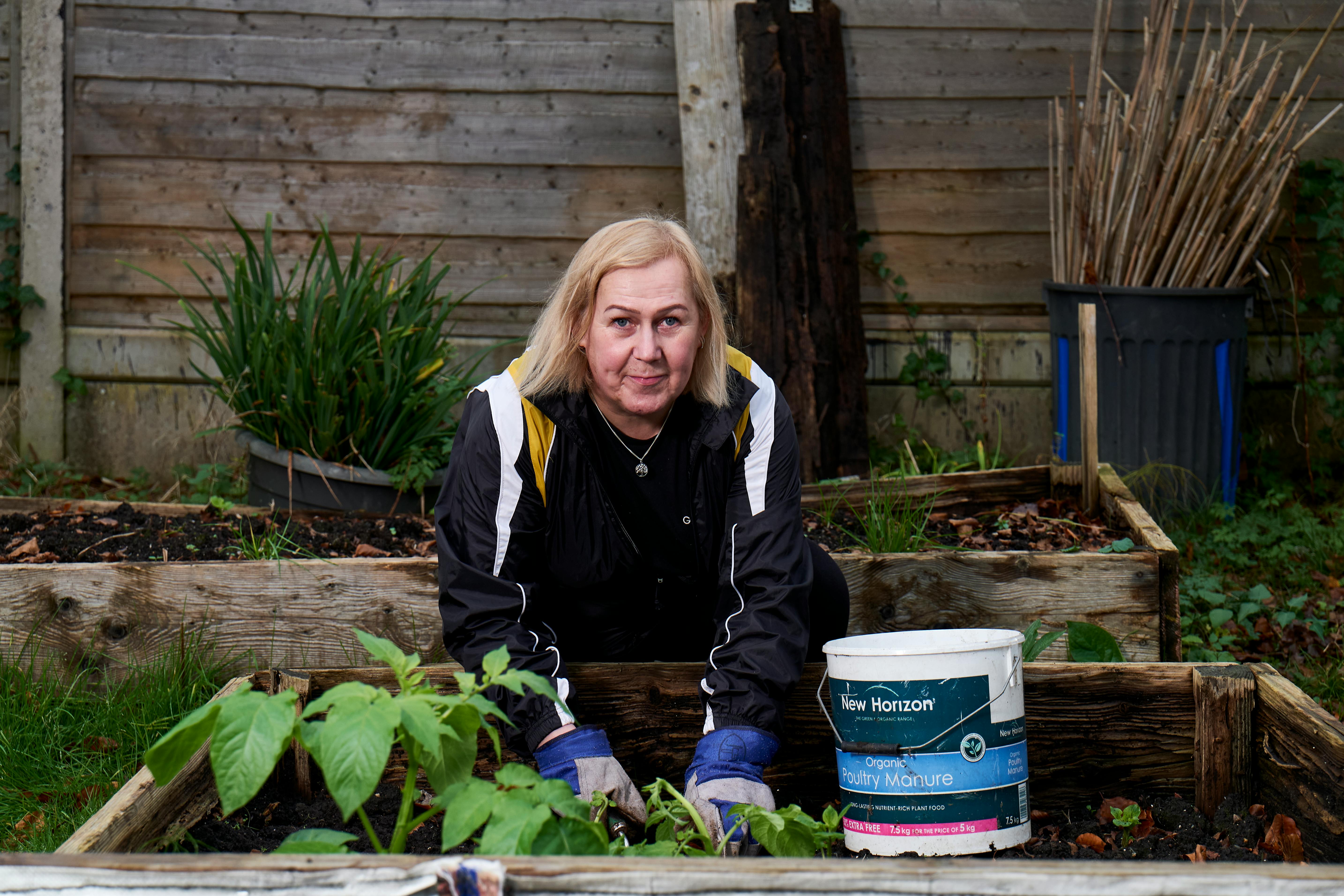 Magični prah kao tajno oružje za paradajz: Kako da uz jednu kašičicu dobijete krupnije i slađe plodove