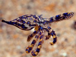 Plavoprstenasta hobotnica