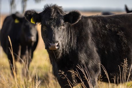 aberdin angus, krava, goveda