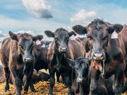aberdin angus, krava, goveda