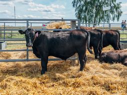 aberdin angus, krava, goveda