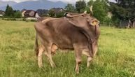 Veronika je najpametnija krava na svetu: Uzme metlu i sama se češka po telu, naučnici u čudu!
