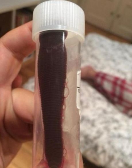 Daniela Liverani pijavica