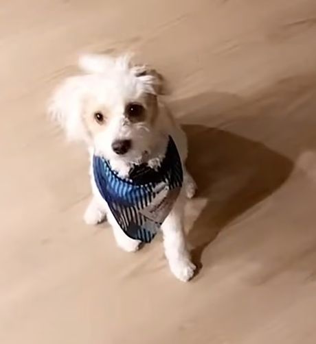 Edwin Campuzano napad pas  Milo