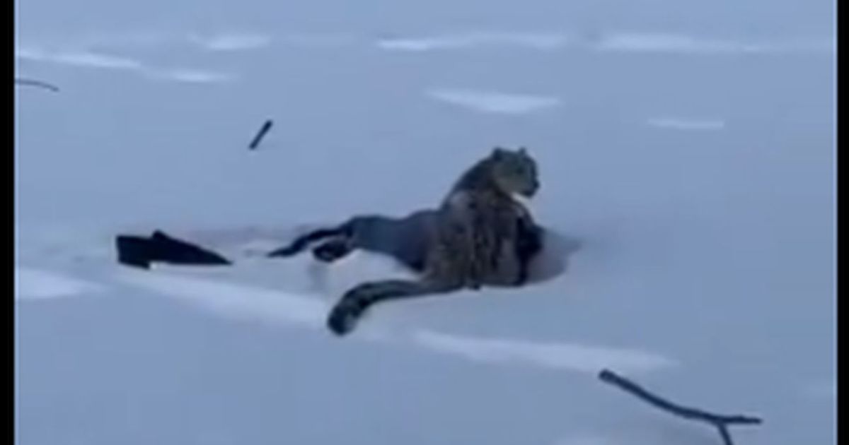 Snežni leopard napao turistkinju na poznatom kineskom skijalištu: Dramatični snimci obišli svet
