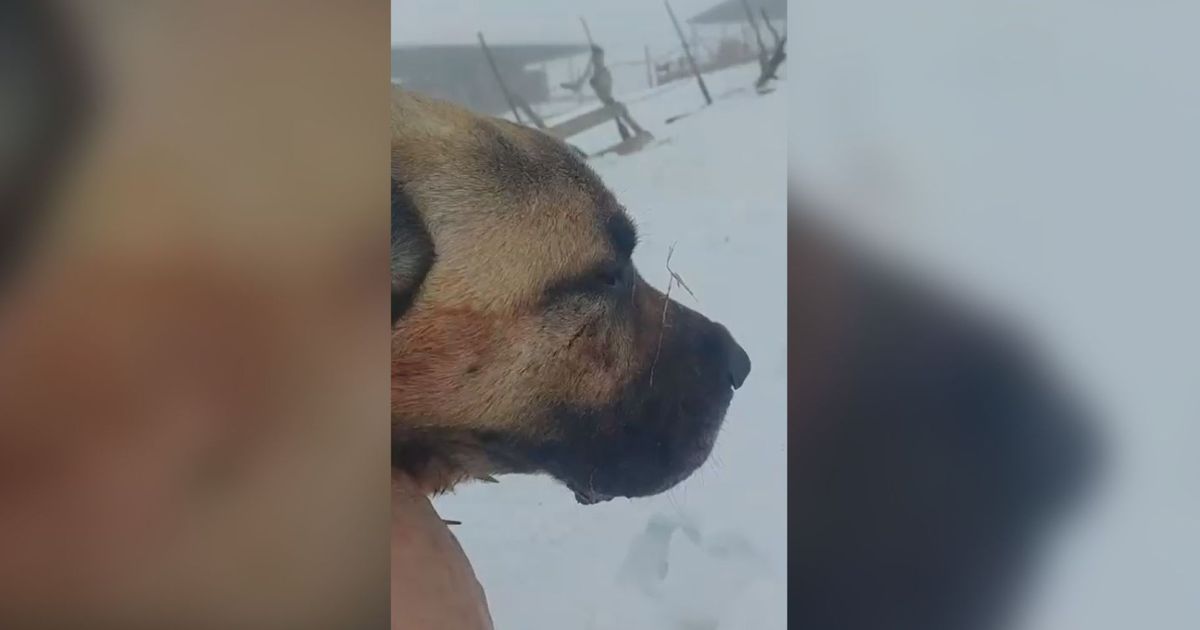 Ovo je Ajaz, pas heroj koji je na Pešteru ubio krvoločnu zver i zaštitio svoje stado: Zadobio je teške rane!