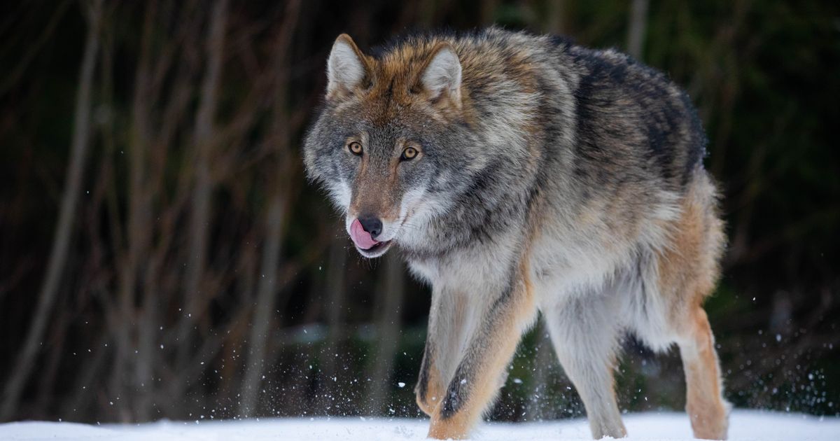 Čopor vukova krenuo tragom divljih svinja: Sjajan snimak iz Nacionalnog parka Plitvička jezera