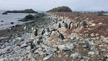 Crnogorski naučnici na Antarktiku