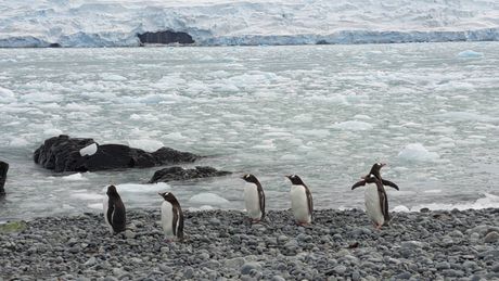 Crnogorski naučnici na Antarktiku