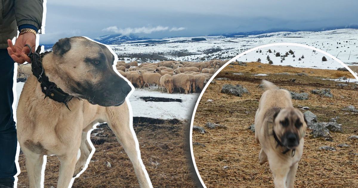 Izabrali smo kangala umesto šarplaninca iz BITNOG RAZLOGA: Ovako govori vlasnik psa koji je zadavio VUKA